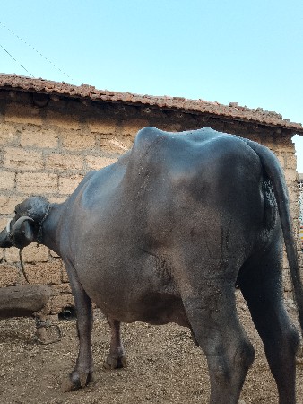 બે વેતર વિહાણી