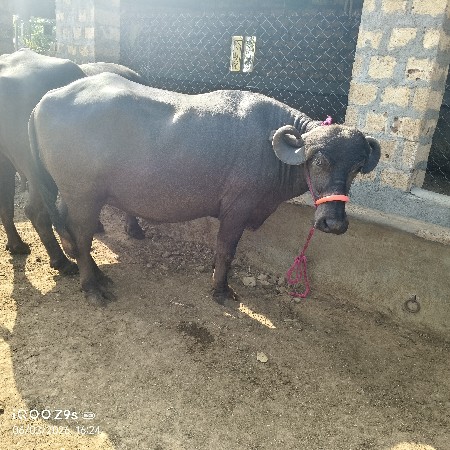 પેલા વેતર ખડોલી