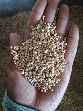 મીઠી ગુધરી