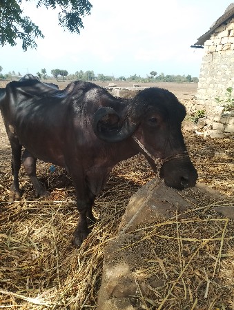 ભેંસ વેચવાની છે