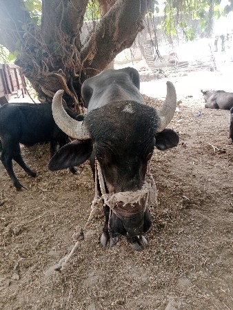 2.5 વર્ષનુ છે