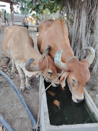 ત્રીજી ધર ના છે