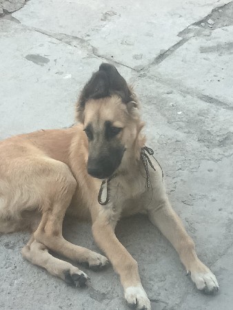 kutro devano se