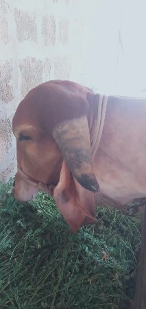 આગાયવેચવાનીછે