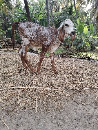 gir hodki 1 vetar 10 dini vasdi