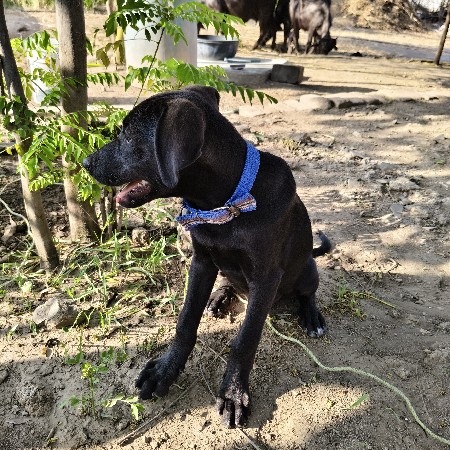 Labrador