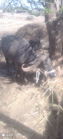 ભેંસ વેચવાની છે