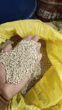 વાવવા ની જુવાર