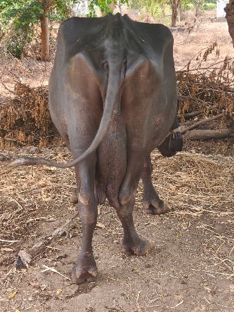 Vechavani