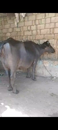 આ ભેંસ વેચવાની છે