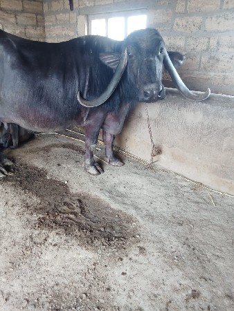 ભેંશ વેચવાની છે