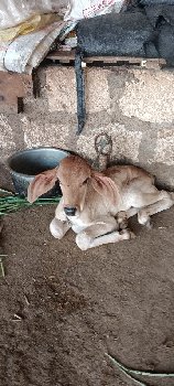 ક્રોસ ગાયો