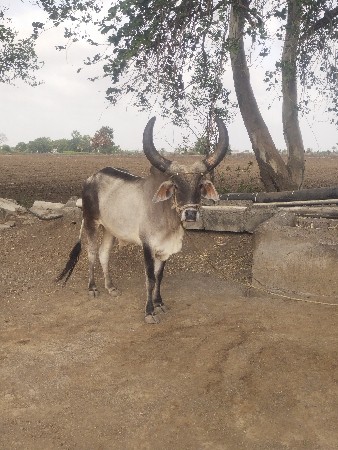 એક ગોઢલો વેચવાનો છે