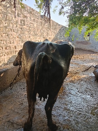 ભેંસ વેચવાને છે