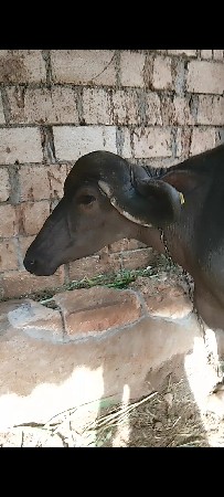આ ભેંસ વેચવાની છે
