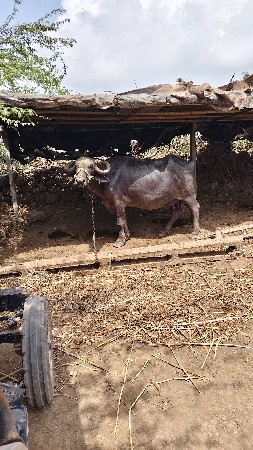 ભેંસ વેચવાની છે