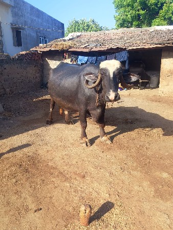 ભેસ વેચવાની