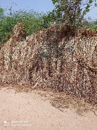 જુવાર નો ચારો