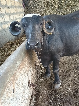 બીજું વેતર