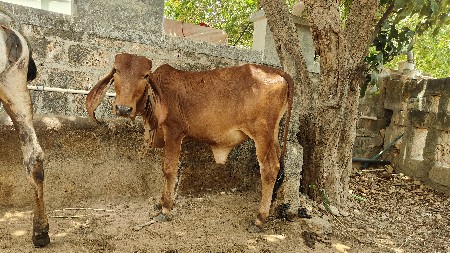 ગાય અને વાછડી