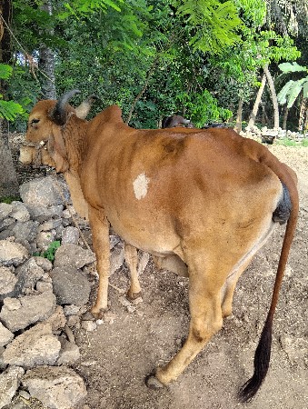 ગાય વેશવાનીસે‌બ.. બીજા વેતરણમાં