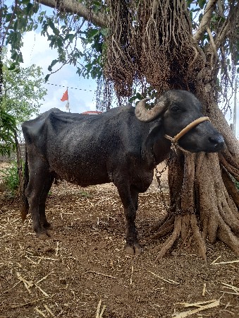 ભેંશ વેચવા નિસે