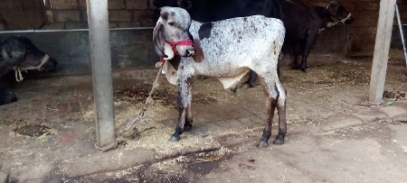 અસલ ગીર કાના નો ગોધલો