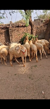 gheta