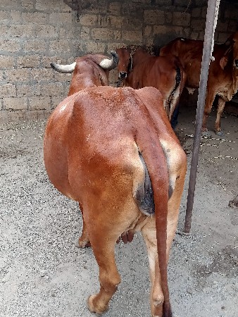ગીર ગાય વેચવાની છે