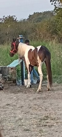 આ ઘોડી વેચવા ની છે
