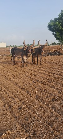 બળદ વેચવાના છે