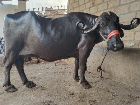 ભેંસ વેચવાની છે