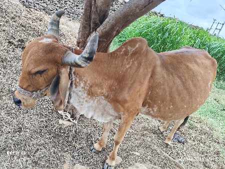 2 વેતર ઘરની ગાય છે