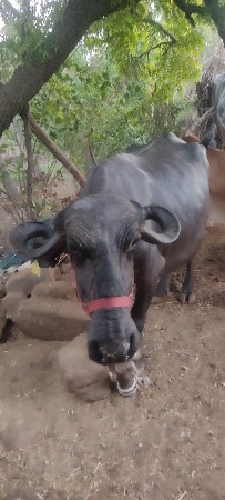 ૯ મો મહિનો શરૂ છૈ