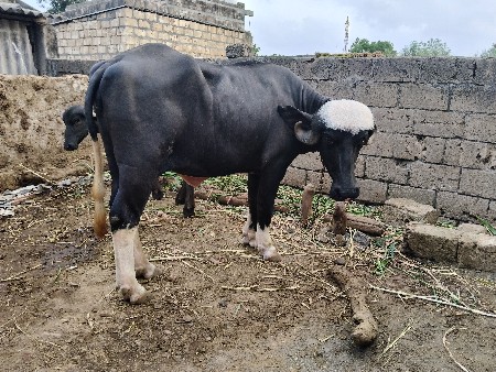 જાફરાબાદી ખડેલી વેશવાની‌ છે.