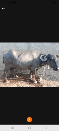 ભેંસ વેસવાની‌ છે
