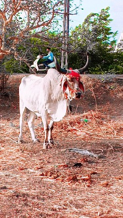 ઘરમાં રોજ છે ફુલ જવાબદારી છે વેચવાન