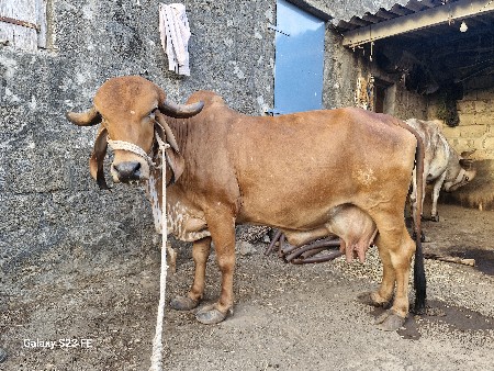 ગીર ગાય વેચવાની છે.