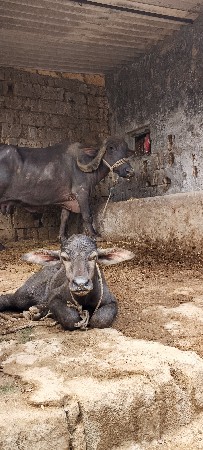 ભેસ વેચવાની સે