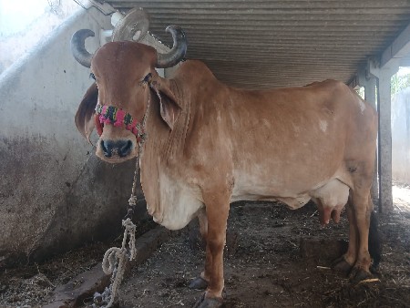 ગાય વેચવાની છે