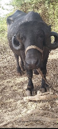 1 વેતર વિયાસે