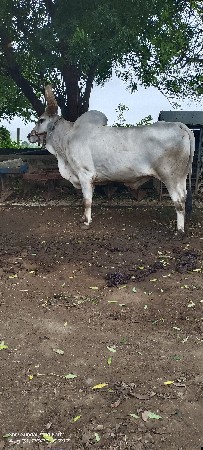 બળદ વેશવાના છે