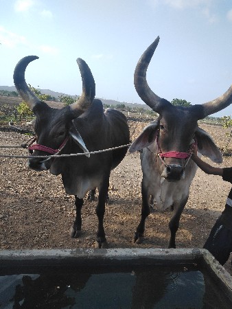 ગોઢલા બળદ વેચવાના છે
