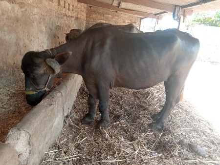 વિજય