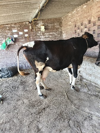 ગળકોટડી બાબરા અમરેલી