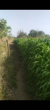 લીલી જુવાર