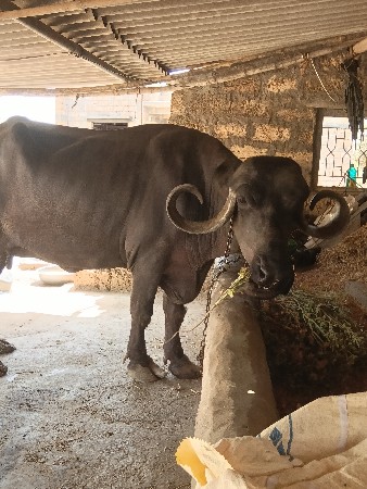 ભેંસ વેચવાની છે