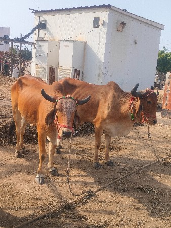શિવ સાહેબ