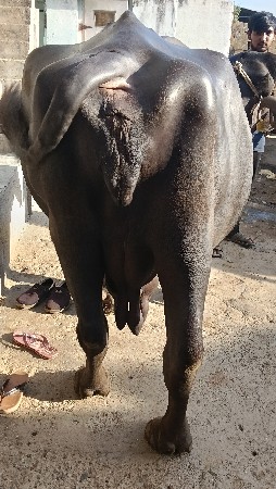 ત્રીજા વેતર ની ભેંશ વેચવાની છે