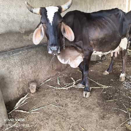જર્સી ગાય વેચવાની છે 9924232552